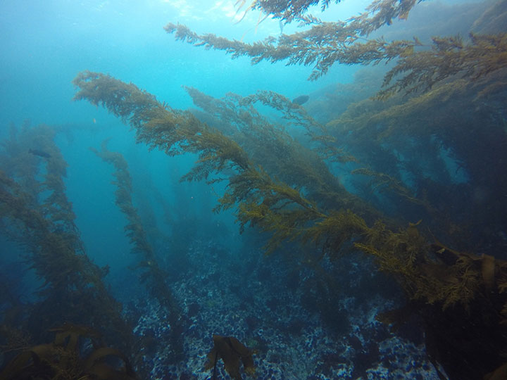 long thin stems of chain bladder kelp, a brown orange algae extend out to the oceans surface, a few small fish patrol in and out of the stems